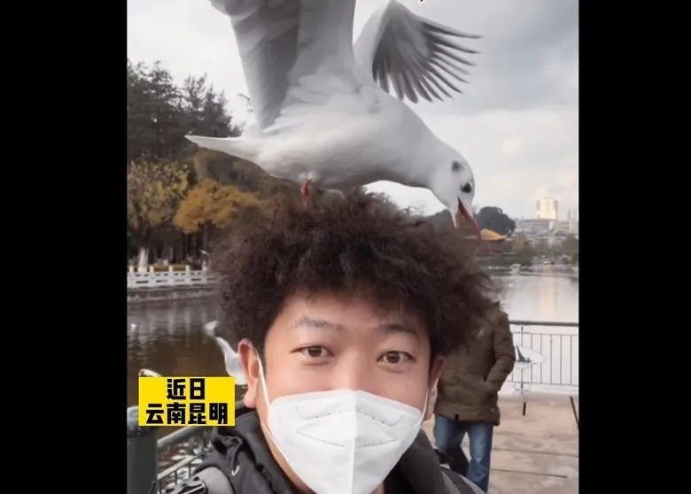 有這麼像？一頭捲髮被當「鳥窩」　男子遭海鷗狂啄網笑噴：請堅持到孵出小鳥來
