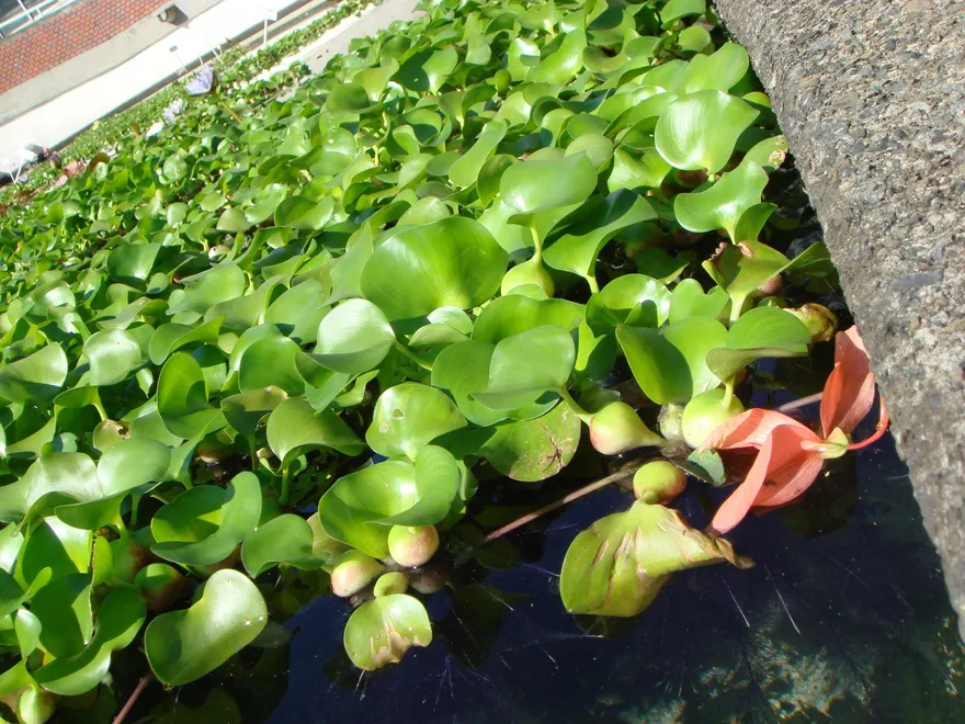 2022超級食物竟是「它」！富含60種營養素　可入菜也能當中藥