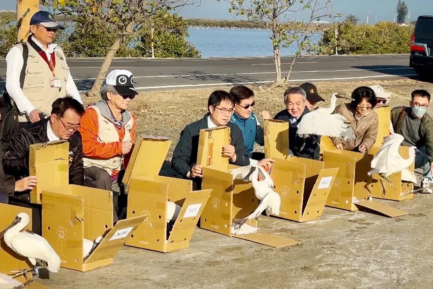 記得回來！台南七股野放黑面琵鷺　7隻「肉毒桿菌中毒癱軟」成功救援康復