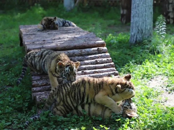 蹲臥200米遠的馬路邊　青島老虎外逃　為何動物園老虎更可怕？