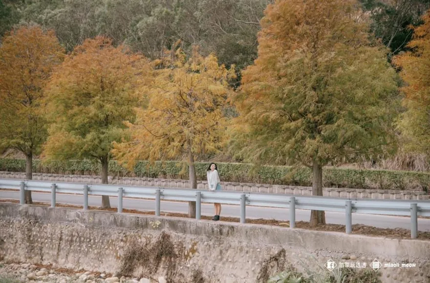 【影】人間仙境！苗栗通霄「落羽松大道」轉紅　攝影師曝觀賞時機