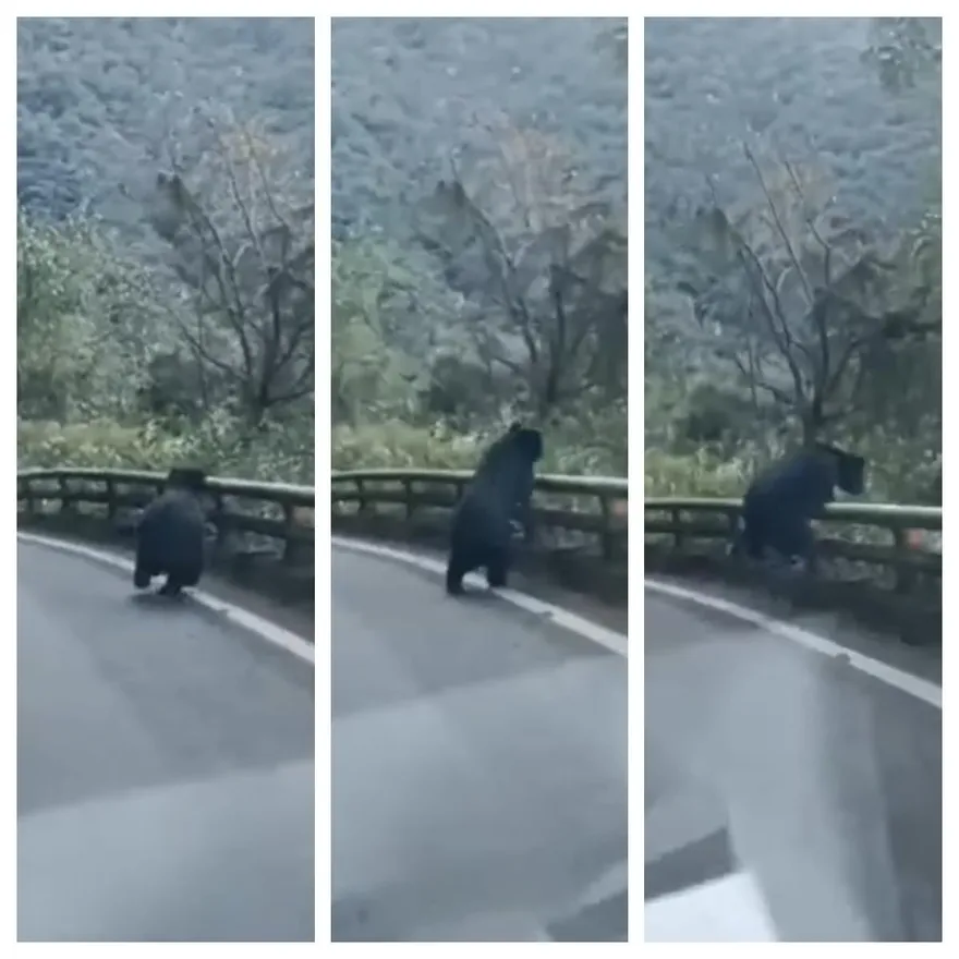 南橫公路突現黑影！為閃車靈活翻過護欄　民眾驚鴻一撇：「真的有黑熊欸」