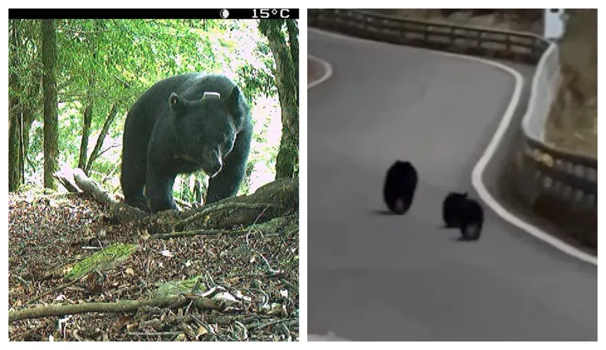 影/南橫喜見台灣黑熊遊蕩！玉管處曝「三不原則」勿拍打餵食：為了你的安全