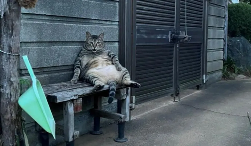 陪女友回老家驚見「阿嬤養的貓」癱坐門口　網友笑翻：也太像人了！