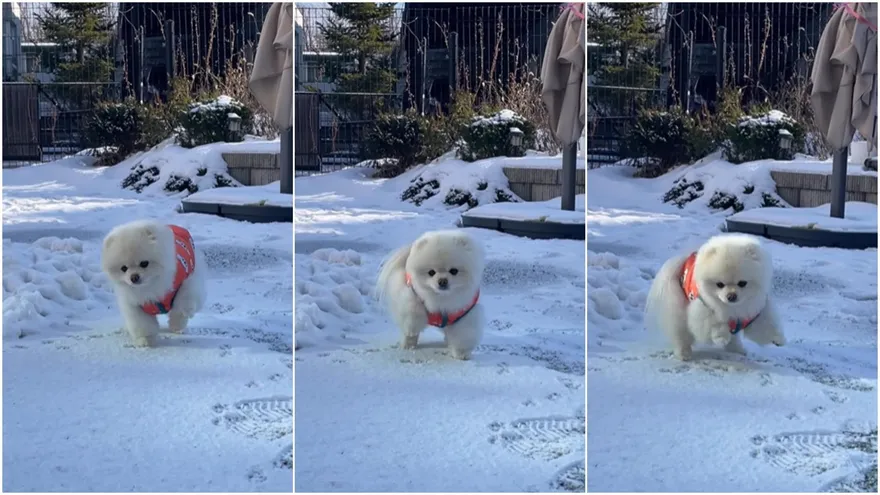 影／超滑稽！博美「原地抬腿」讓腳離地回溫　傻呆汪：馬麻～早知道偶就穿鞋子了