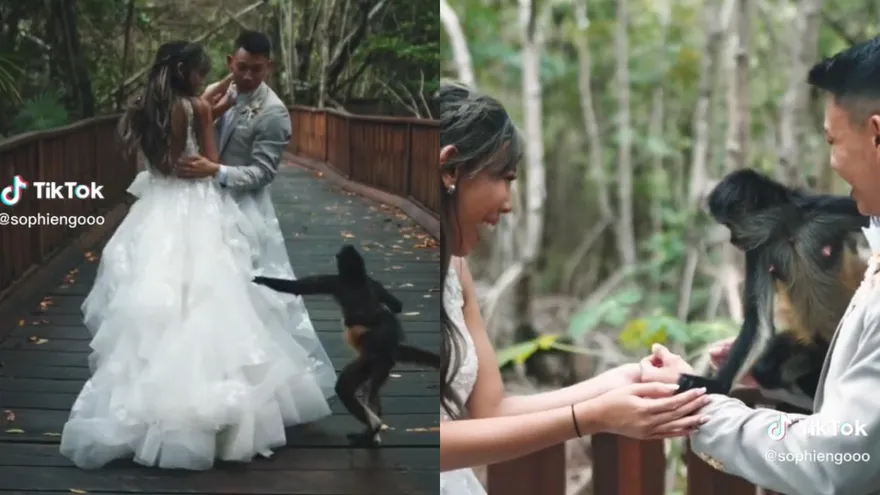 影/猴媽帶兒亂入「攀附新郎」當眾搶婚！猴媽：偶沒拍過婚紗照　想體驗看看～