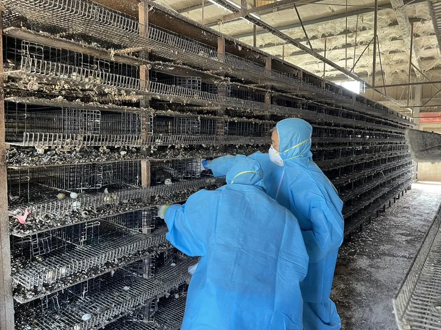 影/彰化縣防堵禽流感　完成和美鎮2場鵪鶉場撲殺清場消毒