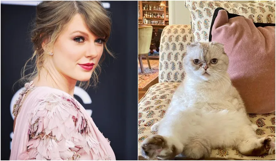 可愛就是正義！美國歌手泰勒絲愛貓身價高達29億超驚人　躋身全球最富有寵物之列