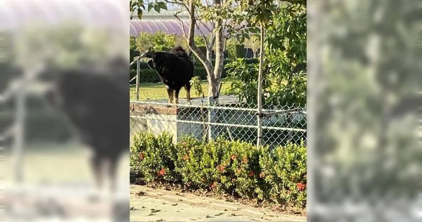 驚悚！高雄郵差送信被獒犬狠咬！四肢爆血…飼主這麼說