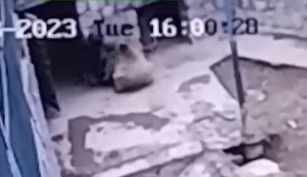 動物園淪奪命現場！飼養員餵食忘關門　下秒遭棕熊狠咬…當場倒地濺血亡