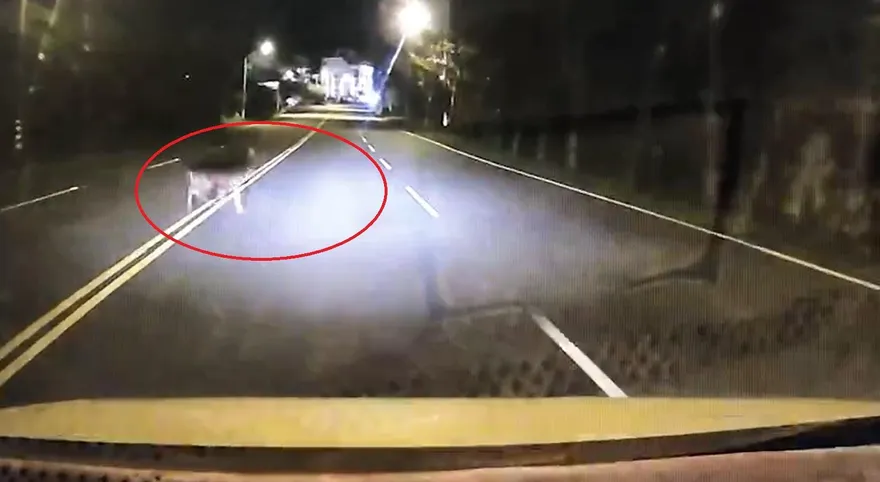 影/鹿鹿小心！小黃62km馳騁「梅花鹿衝出馬路」　駕駛無情撞上驚險畫面直擊
