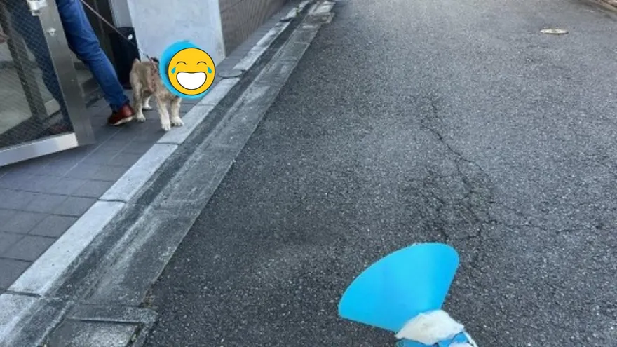 2術後汪一見如故「眼裡滿是同情」　全程無交流僅靠眼神