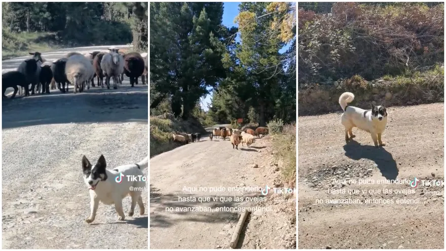 影/羊咩咩見陌生人不敢走→牧羊犬「擺頭示意」請讓路　路人嚇到：我居然看得懂指示！