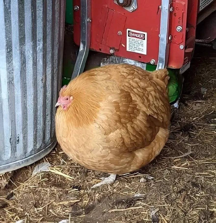 怎麼可以圓成這樣？山上驚見土雞「肥成一顆球」　網笑翻：全村阿嬤一起養的