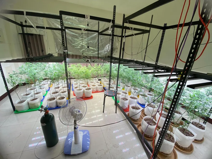 誇張！雲林民宅暗藏「植物園」　檢警快刀斬亂麻