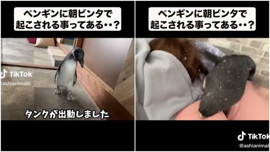 影/萌企鵝叫床「踩踏＋喊叫」無用！下秒「企」噗噗果斷巴蕊　馬麻懵：一瞬間看到極光了