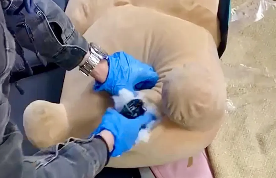 毒犯猛盯家中一隻娃娃露餡　警從它肚子挖出一把槍