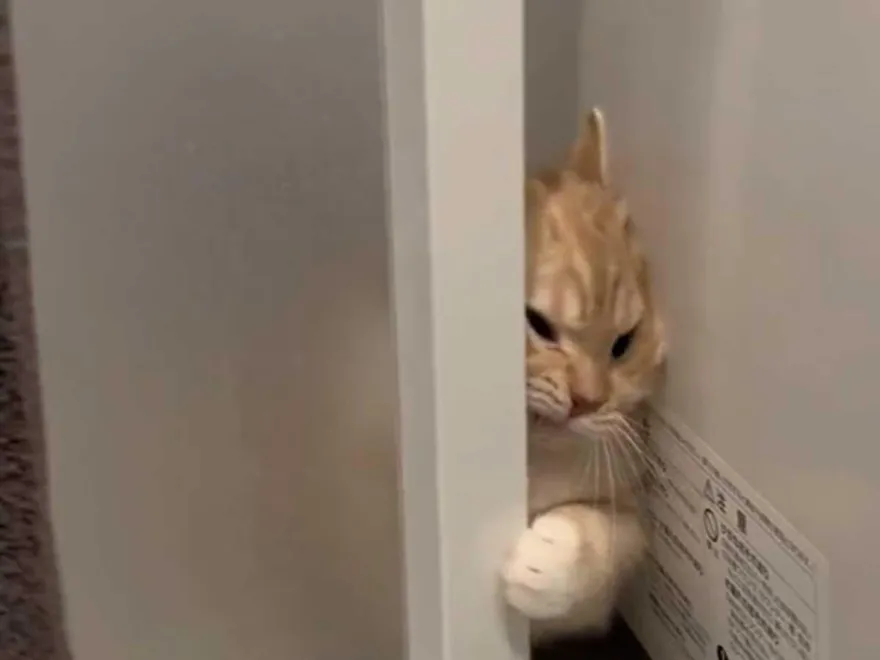 影/曼赤肯「大頭卡門縫」硬擠出不來！馬麻無奈：傻瓜你要先退後啊