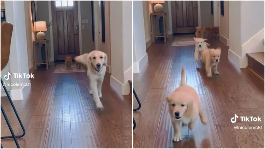 影/超療癒！9隻跟屁蟲「列隊緊追媽媽」奶汪跌倒也要跟上