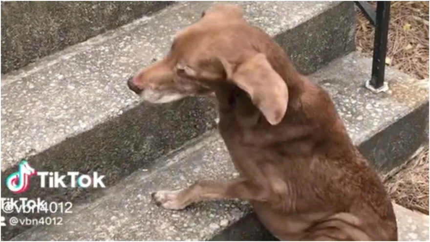 影/淚崩！老汪時日不多「用1方式」讓馬麻知道　獸醫慰：愛牠就該讓牠走～