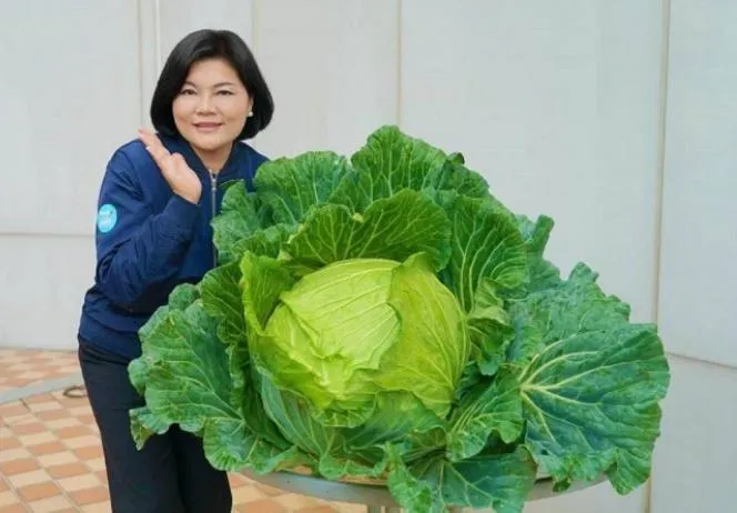 雲林「巨無霸」高麗菜是臉的10倍大！　網驚呼：可從除夕煮到初九