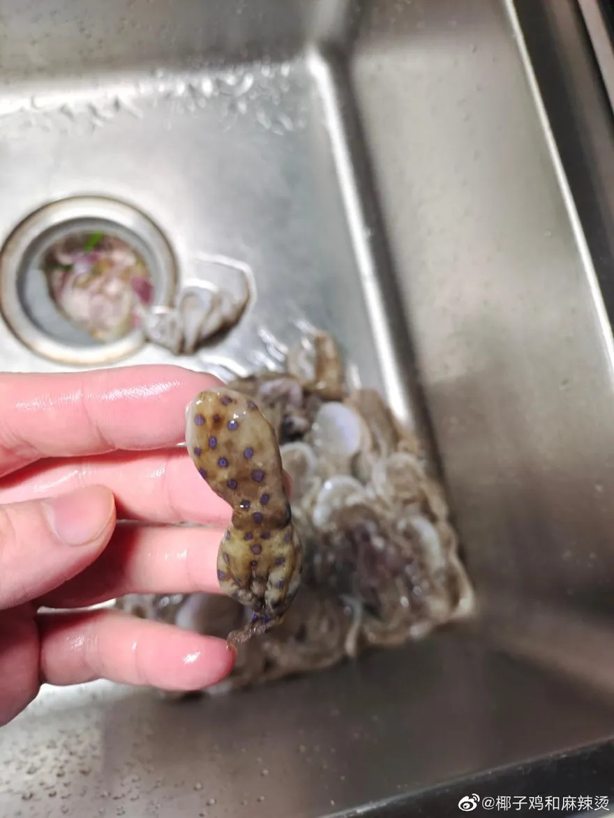 比眼鏡蛇毒50倍！美式賣場買冷凍小章魚　差點把「藍環章魚」吞下肚