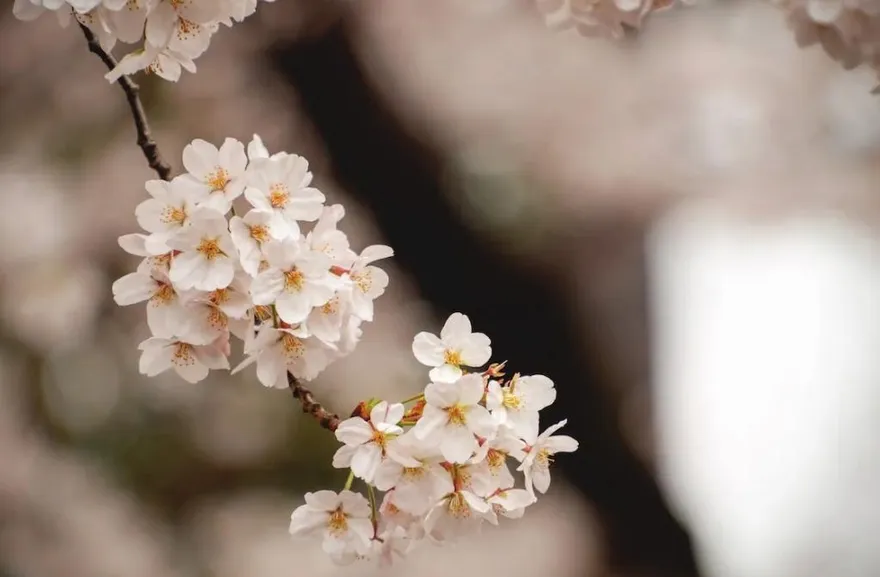 桃源櫻花、六龜梅花盛開！　茂管處：除夕起走春賞花有機會領紅包