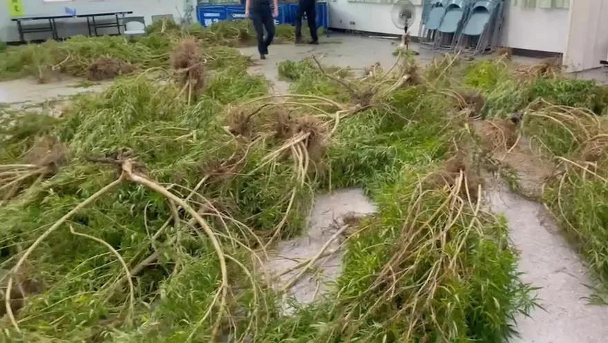 影/大麻叢林！竹山警破獲3公尺高「火麻」　比貨車車斗還長