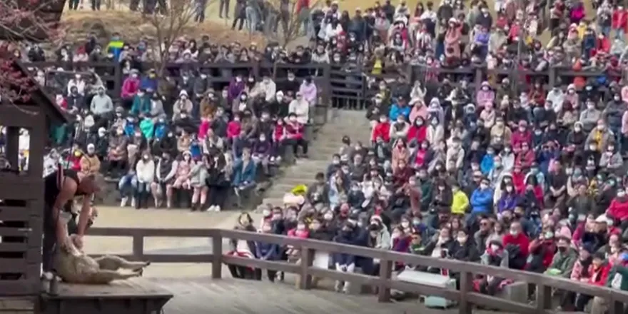 不畏寒冷！氣溫極凍剩「8度」遊客衝清境農場　車比羊多3倍