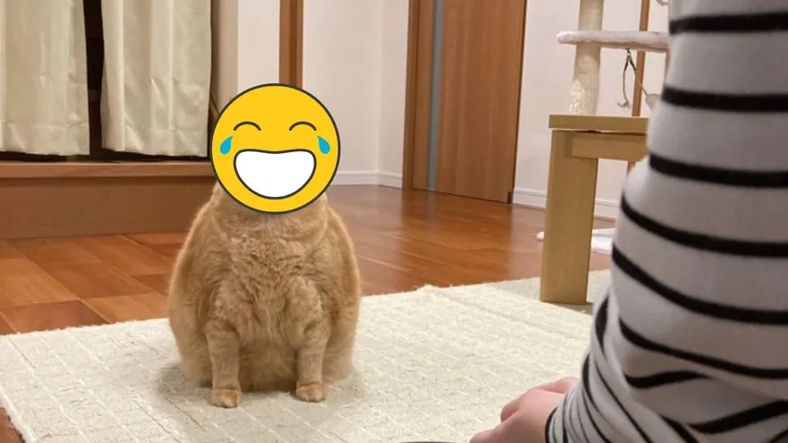 把拔訓話中…胖橘喵「滿臉不屑＋嘴角下垂」超不滿！喵：唸完沒？