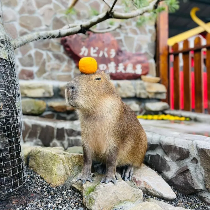 9500元紅包遭竊！學生遊玩宜蘭景點衰遇「車鎖故障」　崩潰：一個半月生活費飛了