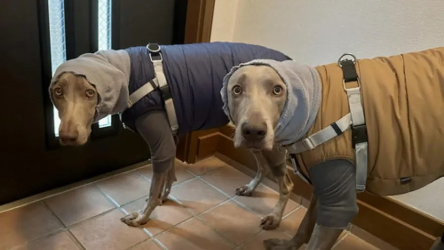 兩汪全副武裝「呆站門口」委屈回頭：外面好冷！真的要散步嗎？