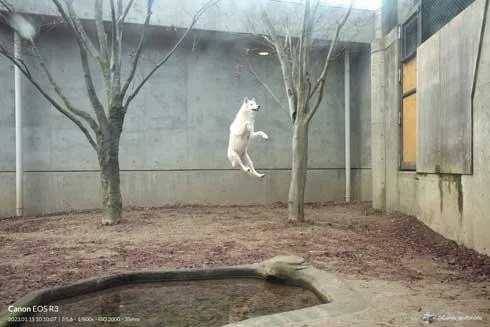 UFO綁架案？北極狼「違反牛頓」懸空向上　狼傻笑：偶只做到今天了！