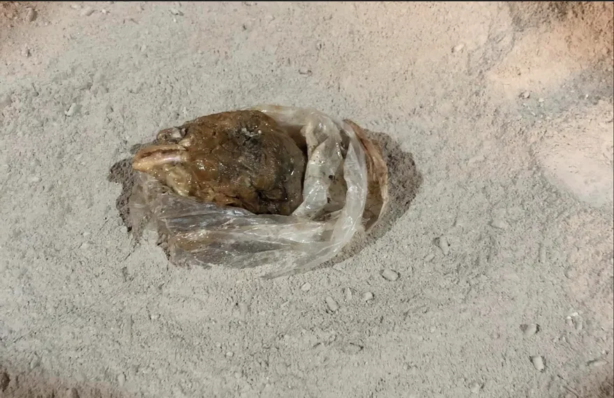 天在看！北台中城隍廟埋「生雞頭」兇手抓到了　又是「雞頭怪客」