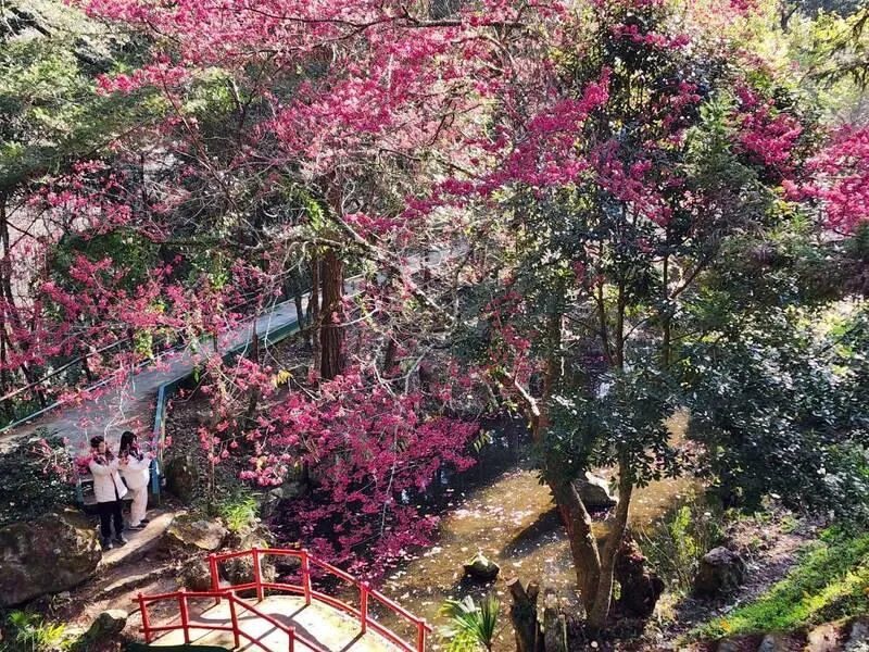 武陵櫻花季2/7登場！4大交通疏運措施報乎你知