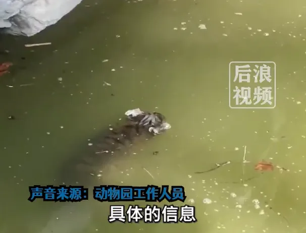小老虎在水塘溺斃一夜才被發現　上海動物園：正在調查