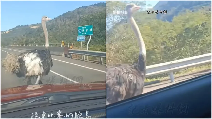 影／宜蘭脫韁鴕鳥上大橋「與車賽跑＋急停擋道」飼主下場曝…網笑：有牌路霸超好笑