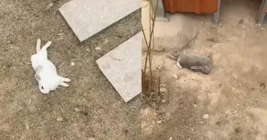 大批兔子突暴斃！原因曝...遊客偷帶食物投餵　植物園無奈：曾有人餵腐壞爛菜