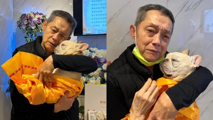 10歲法鬥病逝！鄭平君隆重辦樹葬告別式　淚崩：只差沒有跟牠磕頭