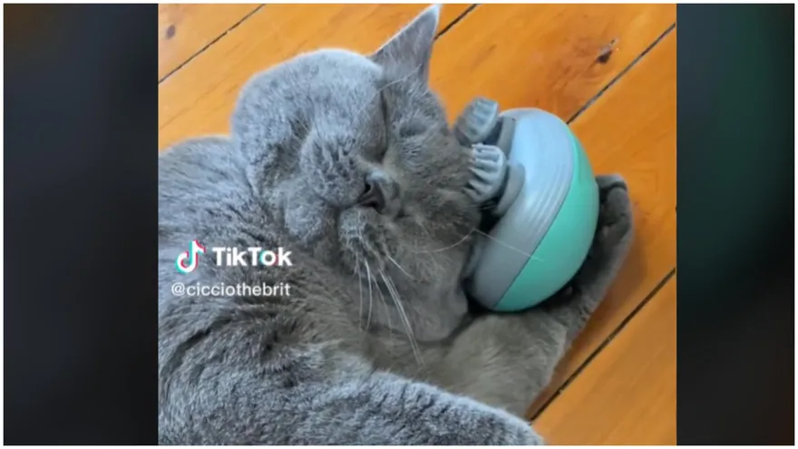 影/喵星人再進化！英短「手持按摩器」熟練操作　網驚：再這樣下去地球就變貓的了