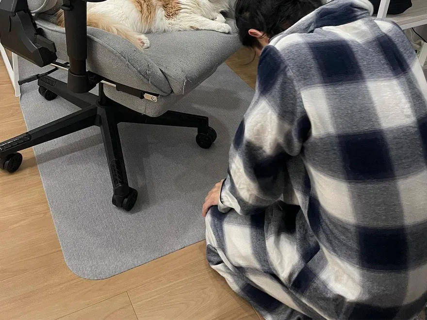 鏟屎官低頭下跪求主子！喵星人「滿臉鄙視不屑」看戲　背後原因到底是…