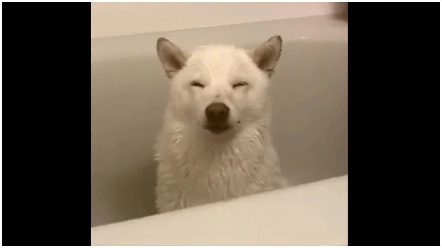 影/眼不見為淨？白柴最恨洗澡「閉眼冥想」悟出逃避新境界…躲進夢鄉