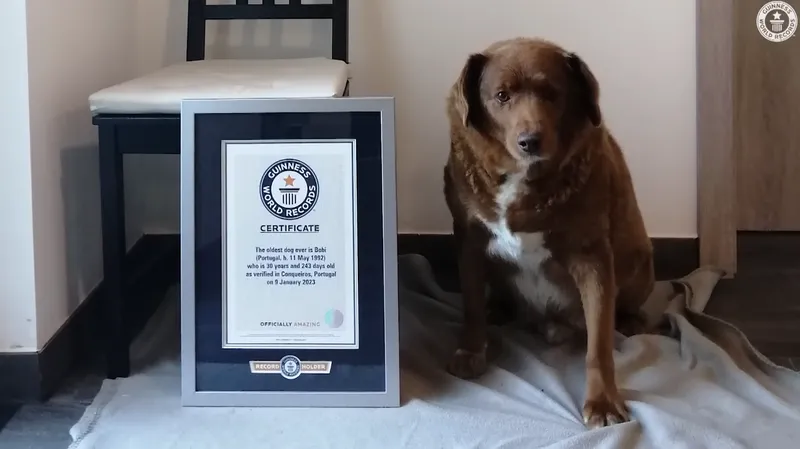 最長壽記錄再破！葡萄牙獒犬高齡30歲等於人類「200歲」飼主分享秘訣：吃的和人類一樣