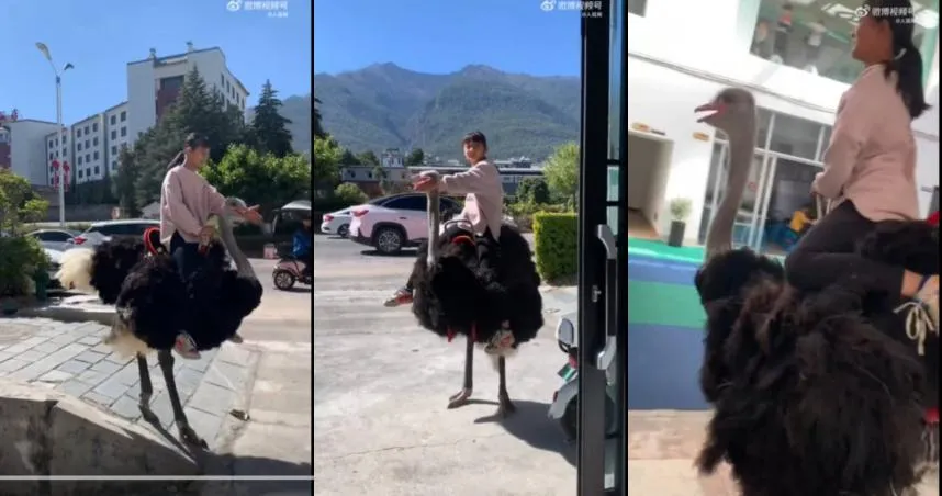 影/解鎖「新座駕」！女孩淡定騎鴕鳥上課　旁人驚呼：太牛了