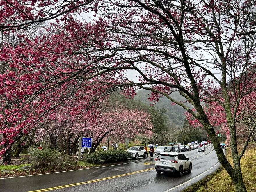 影/武陵農場「櫻花季」明登場！每日限6千人進場　4大「交通管制」懶人包曝