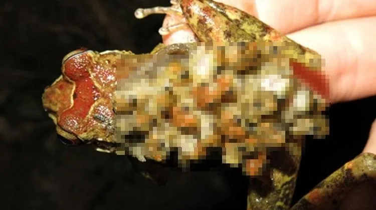 噁圖慎入！詭異青蛙「全身小頭亂竄」　網嚇爛：密集恐懼要發作了