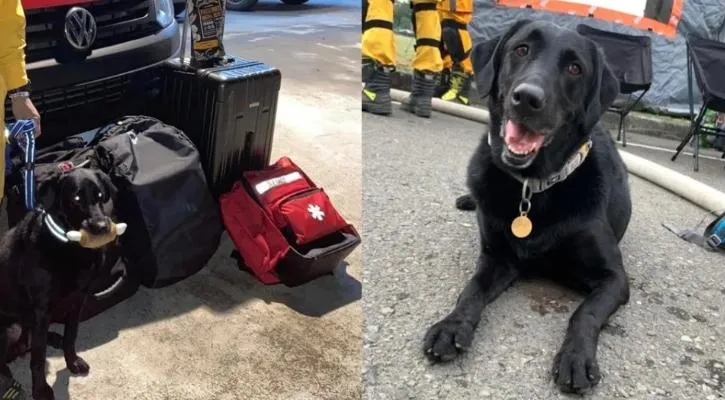 搜救犬待命「咬雞腿」遭轟　領犬員揭原因霸氣回：我不會改