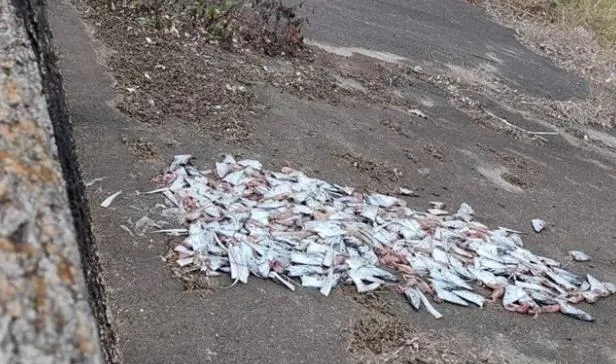 腐爛惡臭！惡劣攤商200顆白帶魚頭丟河堤　到案稱「貪圖方便」遭開罰