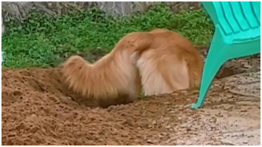 影/黃金獵犬花4小時「徒手挖地道」院子全是土