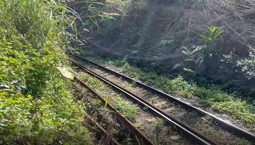 影/竹子越界入侵鐵道！駕駛員停車確認無立即危險　台鐵：228連假前移除